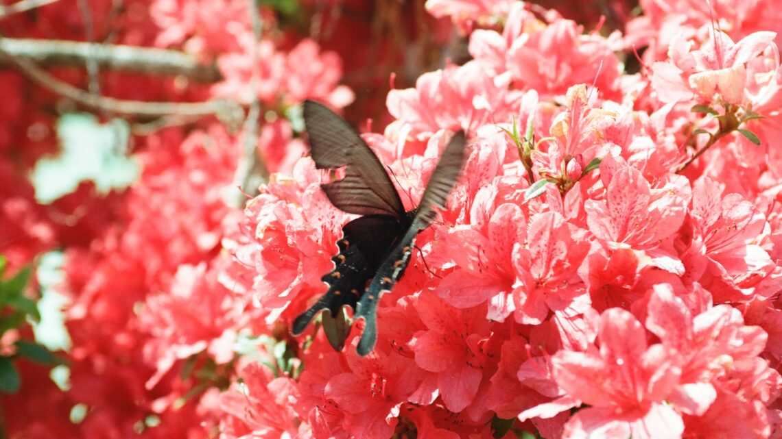 Eine kleine Frühlingsweise